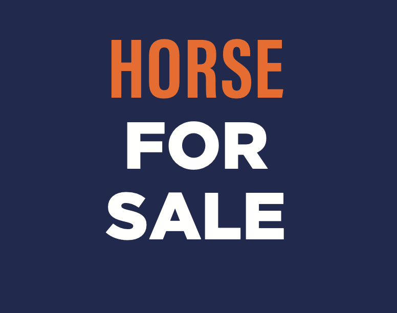 Horse For Sale